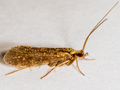 Holocentropus dubius